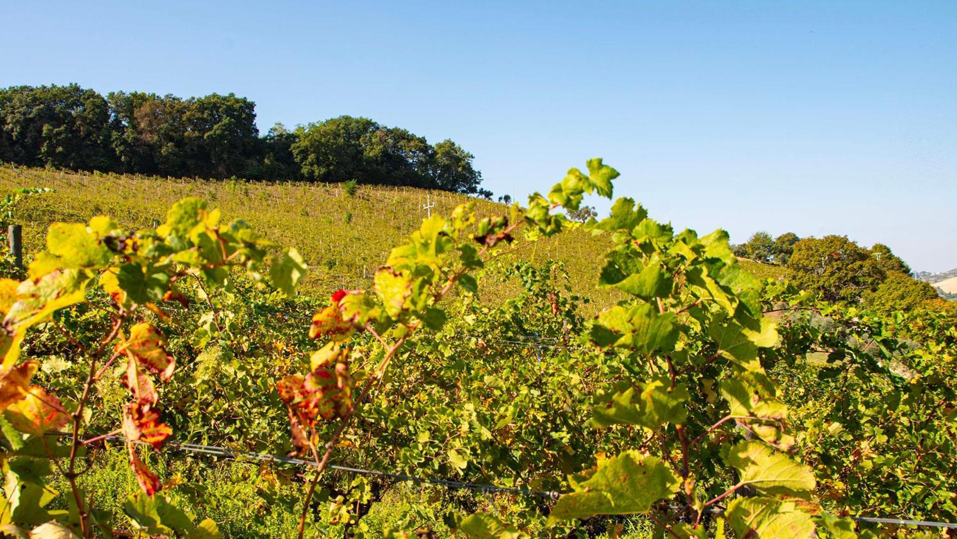 Colle Serrano Relais & * Ripatransone